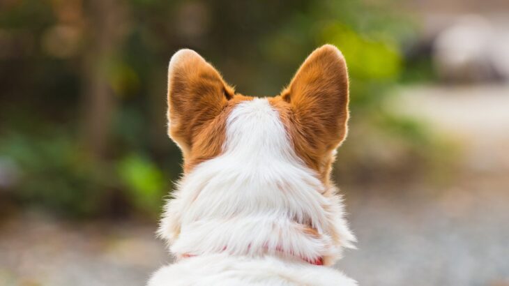 『人に興味を持たない犬』の特徴３つ　考えられる理由や振り向いてもらうためにできることとは(ブログ)