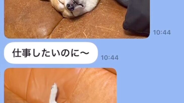 仕事中の夫から突然LINE→犬の写真が送られてきて…まさかの『仕事にならない光景』が面白可愛いと3万再生「休日確定ｗ」「なでなでしたい」(ブログ)