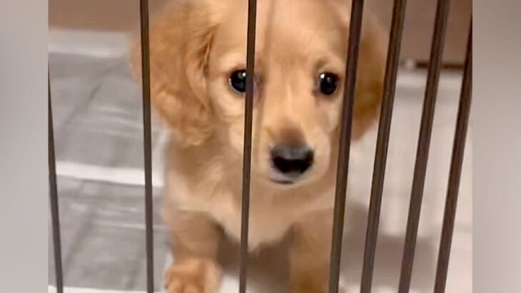 『小さくて少食で大人しい赤ちゃん犬』を飼ったと思っていたら…1歳になって明かされた『まさかの事実』が89万再生「たまらん」「愛おしい」(ブログ)