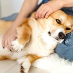 犬が苦痛に感じる『スキンシップ』5選　間違った触れ合い方や恐怖を与えるタブー行為まで(ブログ)