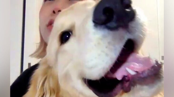 オンライン会議をしていたら、大型犬が…絶対に映りこもうと『乱入してくる光景』が79万再生「わんぱくすぎる」「癒し部長就任ｗ」悶絶の声も(ブログ)