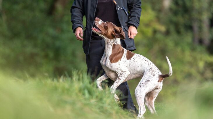 犬が体当たりしてくるときの心理4つ　どんな理由が隠されているの？対処法まで解説(ブログ)