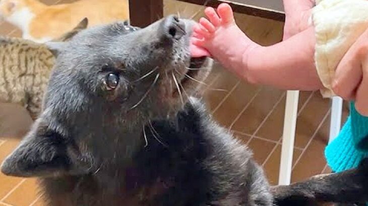 赤ちゃんと初対面した犬→子育てがした過ぎて…飼い主に見せた『まさかの交渉』が愛おしすぎると27万再生「泣いた」「なんて家族愛」と感動(ブログ)