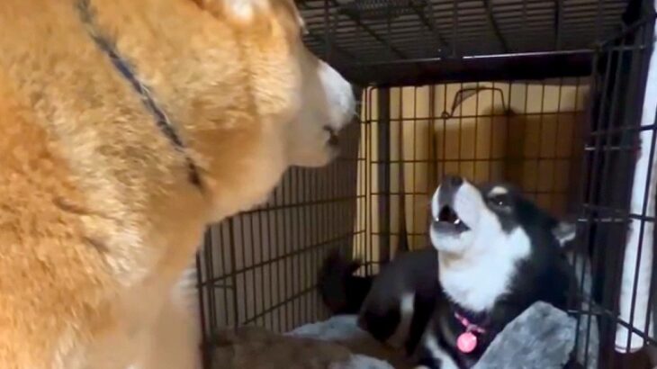 犬がベッドで寝ようとしたら、他のワンコが既に寝ていて…交渉した結果『まさかの文句を言い合う光景』が226万再生「面白すぎｗ」「楽しそう」(ブログ)
