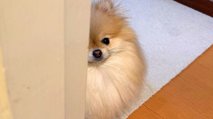 電話で『別の犬の話』をしていたら、愛犬が…まさかの『可愛すぎる展開』に7万いいね「壁に耳あり…ｗ」「名前呼ばれたと思ってて草」と爆笑(ブログ)