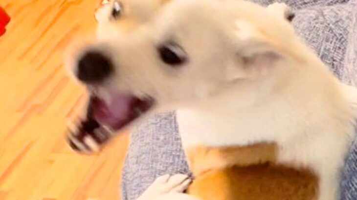 『全く懐かなかった犬』と根気よく向き合った結果…当時では考えられない『1年後の光景』が泣けると657万再生「愛に感動した」「涙でる」(ブログ)