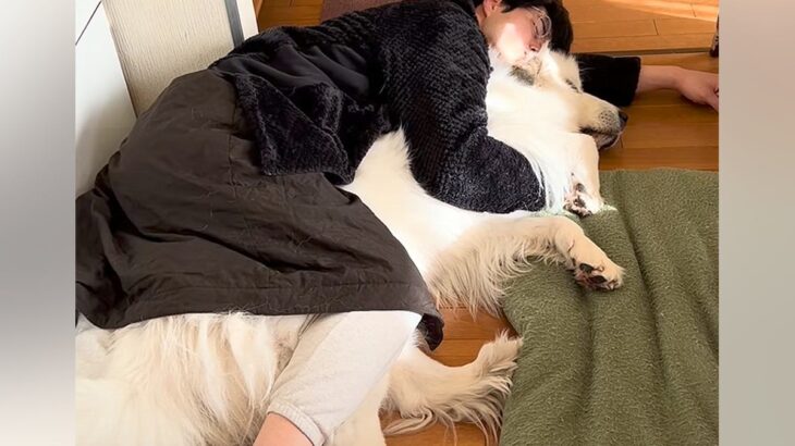 超大型犬を抱き枕にしていたら、おじいちゃんがやってきて…まさかの『強奪していく光景』が無慈悲すぎると606万再生「魔法のワードｗ」と爆笑(ブログ)