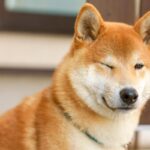 犬の目から読み取る4つの心理　見つめてくる理由や愛犬の気持ちを理解するためのコツとは(ブログ)