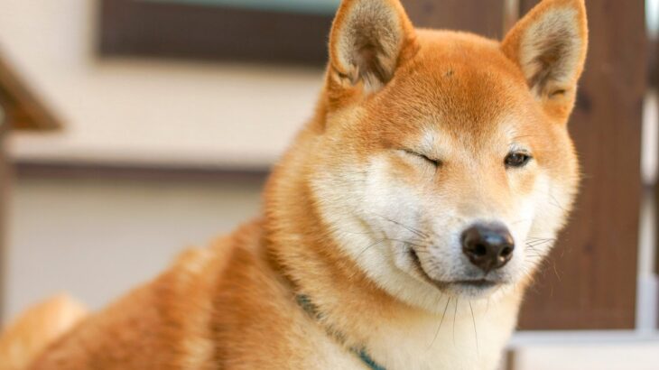 犬の目から読み取る4つの心理　見つめてくる理由や愛犬の気持ちを理解するためのコツとは(ブログ)