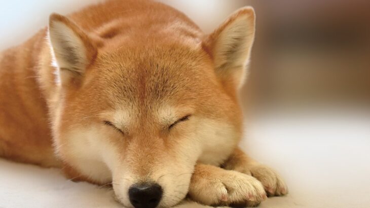 犬が『熟睡』できているかどうかを判断するチェック項目4選　愛犬が安眠できる環境とは？(ブログ)