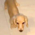 『外に出ちゃダメ』と教えた犬→玄関の外で待ってみた結果…まさかの『ルールギリギリの行動』が面白すぎると14万再生「賢い」「可愛すぎ」(ブログ)