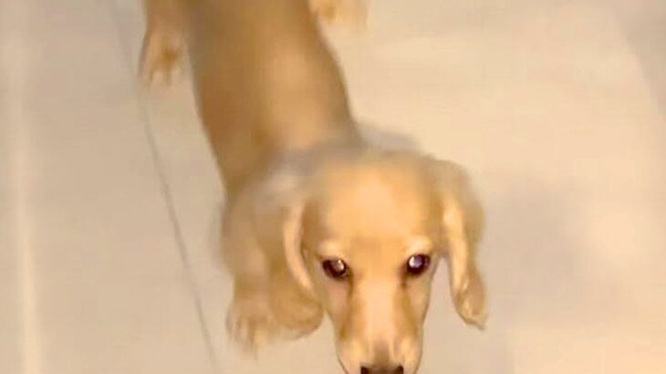 『外に出ちゃダメ』と教えた犬→玄関の外で待ってみた結果…まさかの『ルールギリギリの行動』が面白すぎると14万再生「賢い」「可愛すぎ」(ブログ)