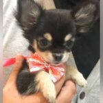 気性が荒い『小さな赤ちゃん犬』→今後どうなるかと不安になっていたら…6年後の『現在の光景』が70万再生「別犬みたい」「ビックリした」(ブログ)
