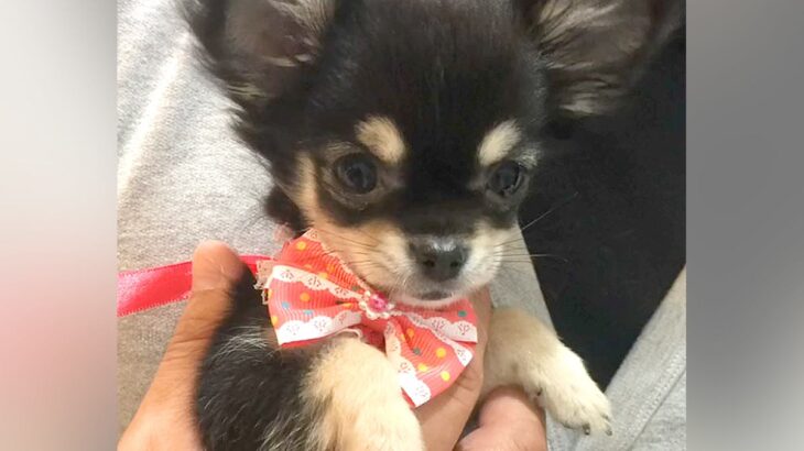 気性が荒い『小さな赤ちゃん犬』→今後どうなるかと不安になっていたら…6年後の『現在の光景』が70万再生「別犬みたい」「ビックリした」(ブログ)
