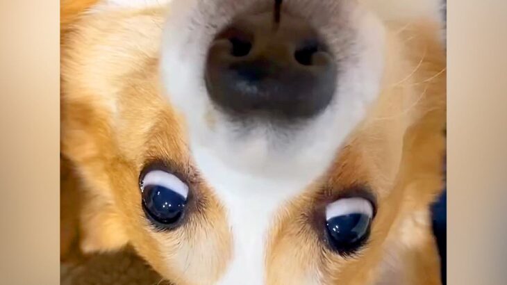 イタズラを叱ったら犬が…反則級すぎる『まさかの表情で謝罪する姿』が67万再生「チーンがたまらん」「謝り方ドタバタｗ」と爆笑の声続々(ブログ)