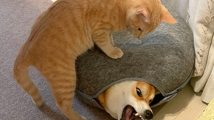 犬が『猫のおうち』に入ったら引っかかってしまい…まさかの『ここぞとばかりに反撃する姿』に16万いいね「仕留められてて草」「日頃の恨みｗ」(ブログ)