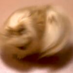 ポメに『ごはん食べる？』と聞いた結果→嬉しすぎて『衝撃のスピードが出る光景』に爆笑「高速お掃除ロボかとｗ」「すごすぎる」と26万再生(ブログ)