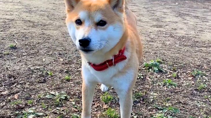 なぜかドッグランでクーンと鳴く犬…帰ろうとしない『可愛すぎる理由』が29万再生「アピール可愛すぎる…反則」「ニヤニヤが止まらないｗ」(ブログ)