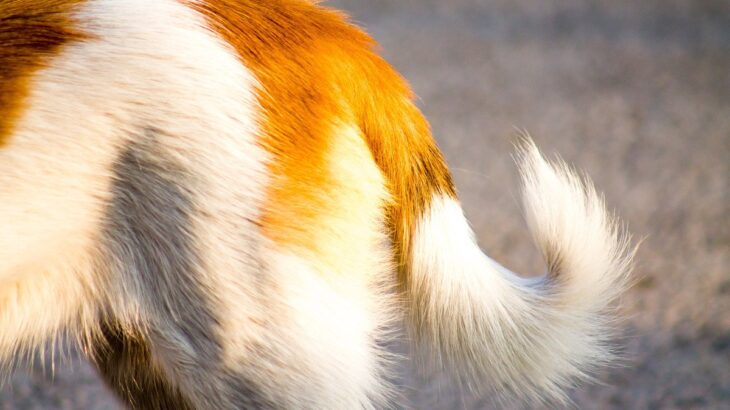 犬が嫌な気持ちの時にみせる『しっぽの状態』5つ　愛犬の心理状態から飼い主が取るべき行動まで(ブログ)