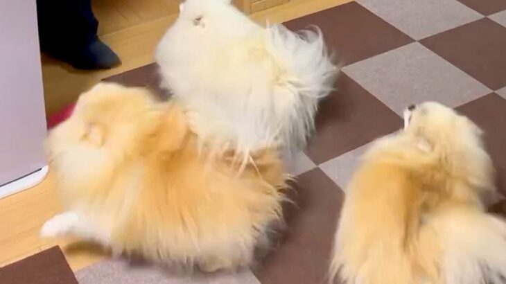 父が仕事から帰ってくると、3匹の犬が…想像以上に激しい『熱烈歓迎』が尊すぎると5万再生「疲れ吹っ飛ぶ」「歓迎っぷりが凄いｗ」と反響(ブログ)