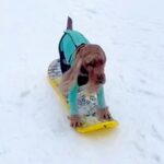 スノボをする犬に『まさかのハプニング』→有能すぎる『頼りになる行動』が2万5000再生「カッコいい」「賢い…最高のパートナー」と称賛(ブログ)