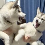 2匹のハスキー犬から少し目を離した結果→まさかの惨状と『大喧嘩に発展する光景』に11万いいね「ケロベロスかと思ったｗ」「大雪降ってて草」(ブログ)