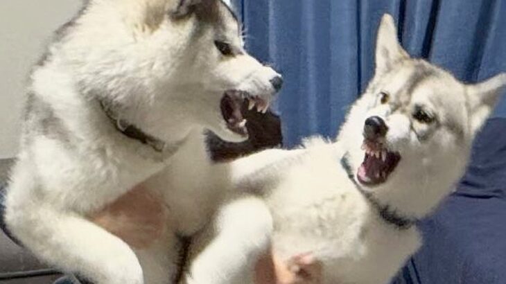 2匹のハスキー犬から少し目を離した結果→まさかの惨状と『大喧嘩に発展する光景』に11万いいね「ケロベロスかと思ったｗ」「大雪降ってて草」(ブログ)