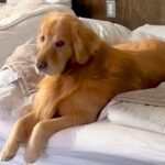 仕事のため『行ってくるね』と大型犬に伝えた結果…まさかの『辛辣すぎるリアクション』が12万再生「チラ見可愛いｗ」「はよ行けよって顔で草」(ブログ)