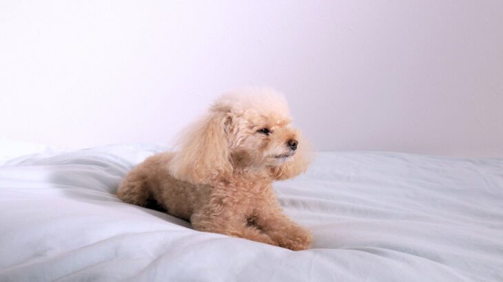 犬が飼い主に『素っ気ない』ときの心理4つ　愛犬がみせる態度の原因や対処法をご紹介(ブログ)