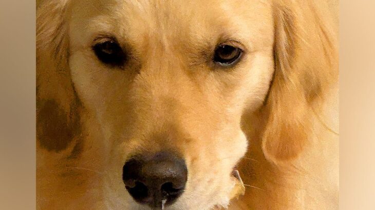 朝、リビングに行くと大型犬が…衝撃の『悲惨な光景』と『正直過ぎる表情』に4万いいね「反省してなくて良いｗ」「やるぜって顔で草」と爆笑(ブログ)