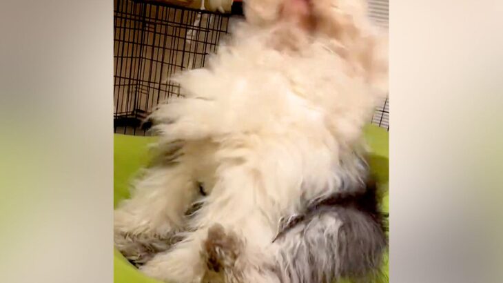 『お散歩に行けない』と理解した大型犬が…まるで人間の子供のように『ブチギレる光景』と可愛い結末が35万再生「感情ダダ漏れで草」「ヘドバンｗ」(ブログ)