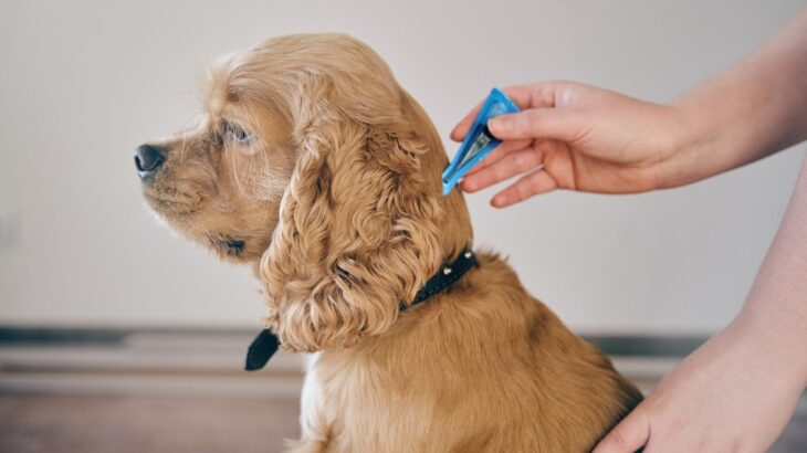 春に犬が発症しやすい病気5つ　知っておくべき原因や症状、予防法まで解説(ブログ)