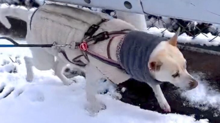 散歩に出かけると『必ず服を汚して帰って来る犬』→まさかの原因が判明する光景に15万再生の反響「デザインかとｗ」「ウリ坊柄ｗ」と爆笑(ブログ)