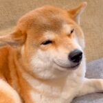 愛するお兄ちゃんが帰宅→くつろいでいた犬が…思った以上に『感情ダダ漏れな姿』が尊すぎると11万再生「好きが溢れてるｗ」「ニヤけた」(ブログ)