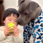 最も危険な犬と言われる『ピットブル』が赤ちゃんの子守りをした結果…イメージとは真逆な『尊すぎる光景』が話題に「目が優しい」「母親みたい」(ブログ)