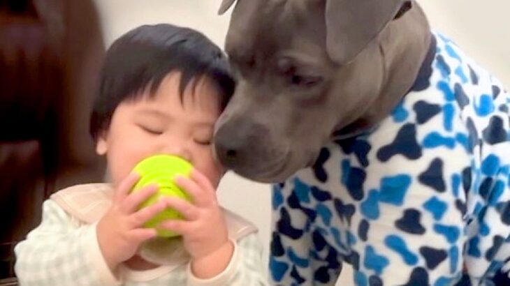 最も危険な犬と言われる『ピットブル』が赤ちゃんの子守りをした結果…イメージとは真逆な『尊すぎる光景』が話題に「目が優しい」「母親みたい」(ブログ)