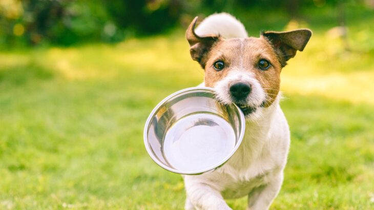 犬を危険に晒す『NGな食器の選び方』３選　避けたほうがいいモノの特徴や共通点とは？(ブログ)