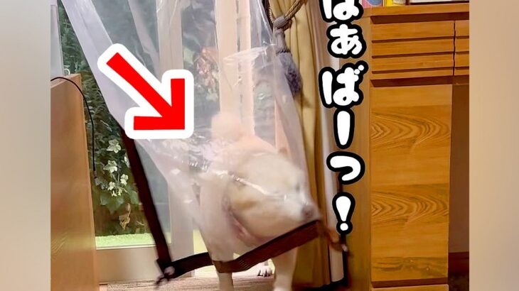 おばあちゃんが家にやってきた結果、気づいた犬が…思った以上に『大好きが溢れて止まらない光景』に55万再生「嬉しさ爆発」「相思相愛だね」(ブログ)