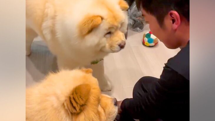 2匹のチャウチャウ犬に『おて』と言った結果→想像以上に『性格の違いが表れる光景』に爆笑「よくできました笑」「たまらん可愛さ」と絶賛(ブログ)