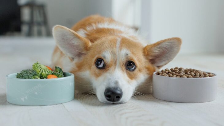 犬が『食物繊維不足』のときに現れるサイン3つ　補える食材や与え方のポイント、適切な量まで解説(ブログ)