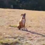『待て』『おいで』の練習成果を披露する犬→まるで『コントのような結末』が爆笑を呼び14万再生「仕込みました？ｗ」「遅っ…と思わせて…」(ブログ)