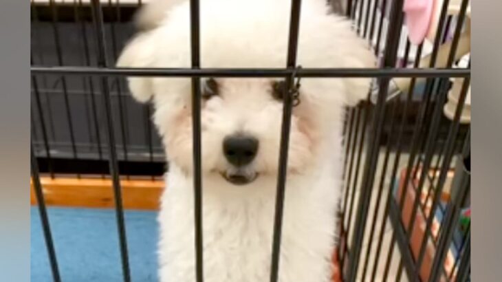 『2万円で売れ残っていた犬』を飼った結果…数年が経った『現在の光景』に涙が止まらないと8万再生「不覚にも泣いた」「優しい家族」(ブログ)