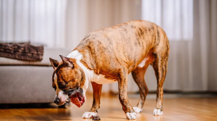 老犬がみせる危険な『嘔吐』4つ　緊急性があるかどうかを判断する方法とは？(ブログ)