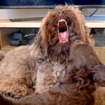 赤ちゃん犬が家にやってきた→知らんぷりだった先輩犬が…お兄ちゃんになるまでの物語と『現在の2匹の様子』が39万再生「泣ける」と感動(ブログ)