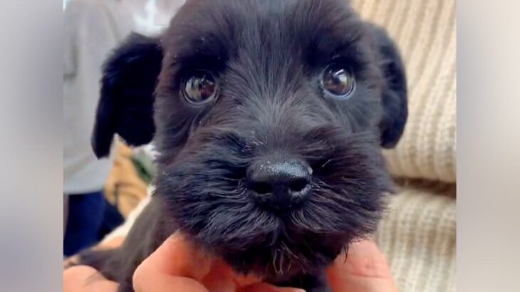 『小型犬を飼った』と思っていたら、数年後…想定外すぎる『衝撃の現在』が69万再生「ミニチュアとはｗ」「存在感やばくて草」絶賛と爆笑の声(ブログ)