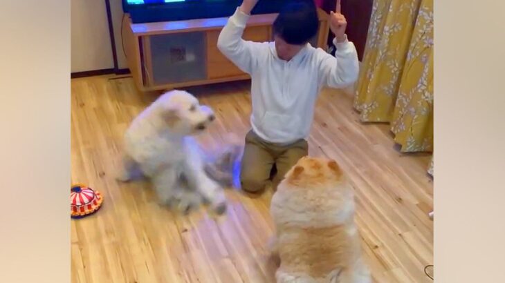 2匹の犬に『同時に芸をさせたい』お父さん→想定以上に『時差が激しすぎる光景』が69万再生「スロー過ぎて笑った」「受信状態悪くて草」と爆笑(ブログ)