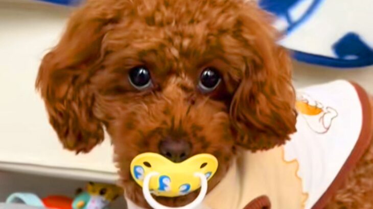 赤ちゃんのおしゃぶりが無いと思ったら、犬が…まさかの『使いこなしてしまう光景』が97万再生「自然すぎて草」「赤ちゃん返りかな？ｗ」と絶賛(ブログ)