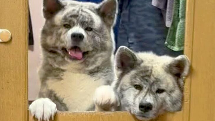 外出から帰宅すると、2頭の大型犬が…尊すぎる『お出迎え光景』が174万再生「斬新でめっちゃいい」「最高に可愛すぎる」海外からも反響(ブログ)
