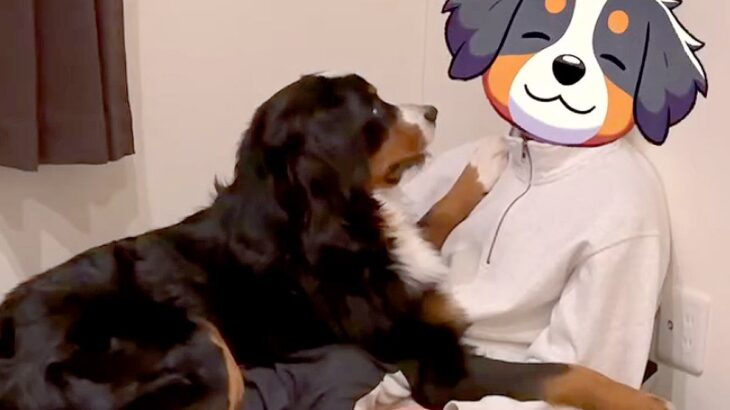 布団に入って寝ようとしたら…まさかの『大型犬が寝かせてくれない光景』が82万再生「可愛すぎてニヤけた」「彼女にしか見えんｗ」と悶絶(ブログ)
