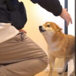14日ぶりに『お父さんと犬が再会した』結果…思わず泣きそうになる『全力でおかえりを言う光景』が7万再生「もらい泣きした」「素敵な家族」(ブログ)